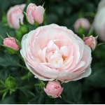 Hans Gonewein Rose (Ханс Геневайн Роуз)